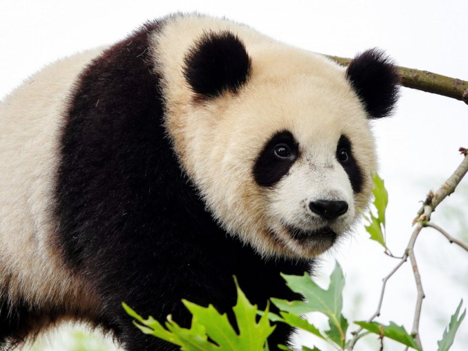 Медвежонок Панда