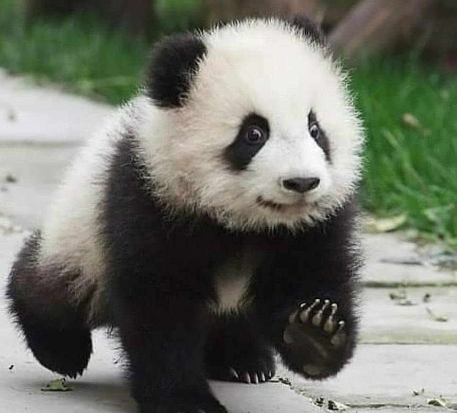 Панда мимими