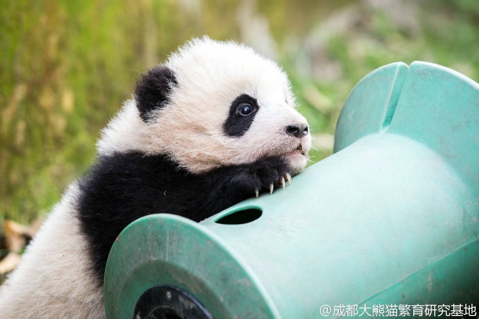 Красивые снимки панды панды