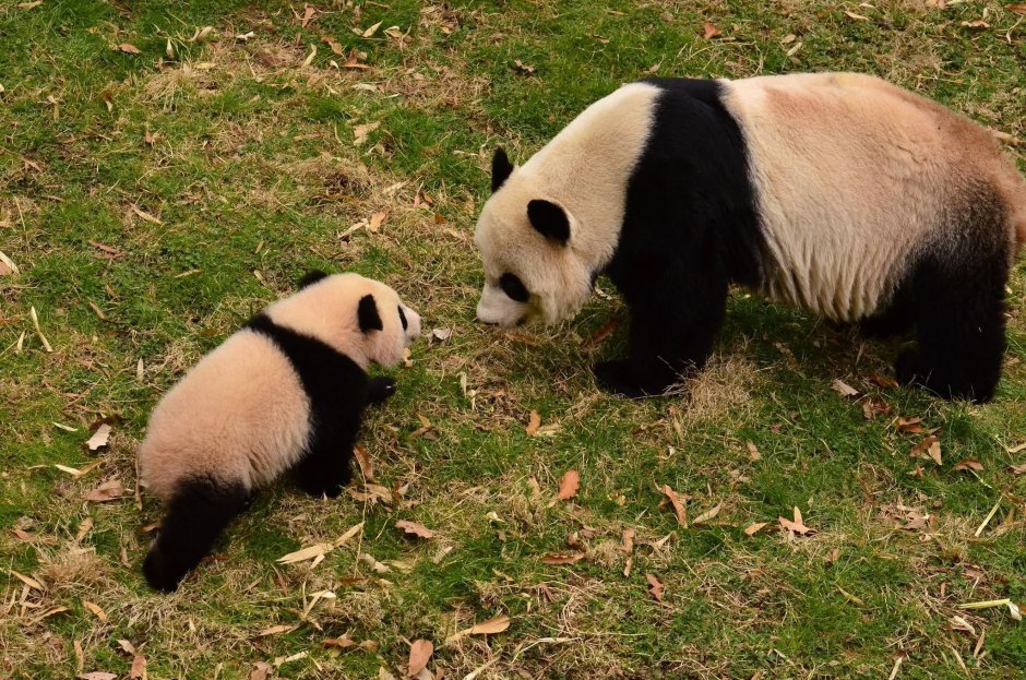 Хвост панды