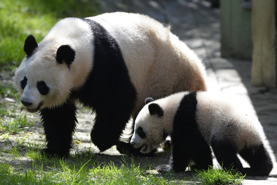 Интересное о пандах