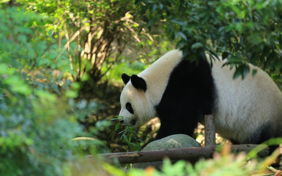 Панда фото