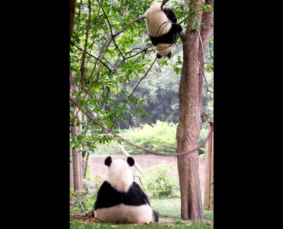 Хвост панды