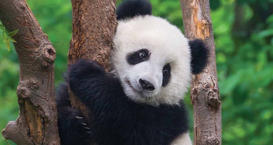 Маленькая пушистая Панда