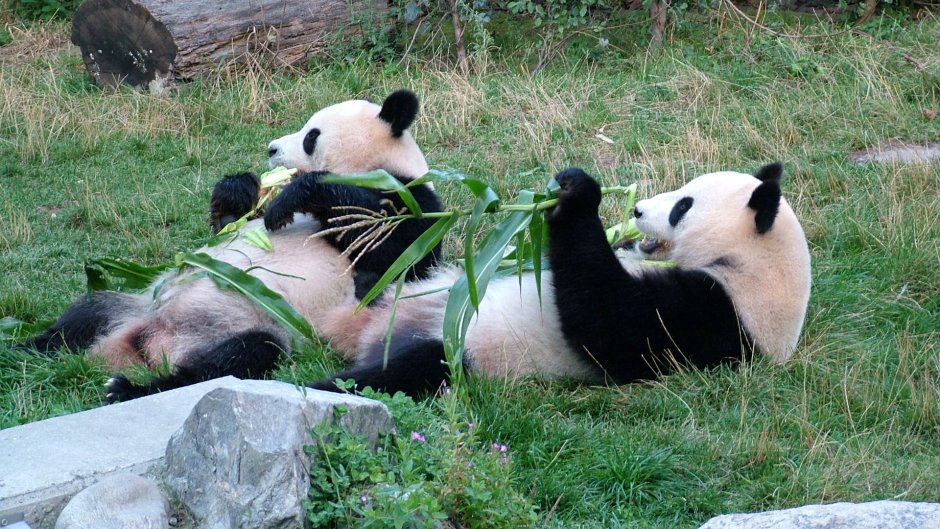 Панда с пандятами