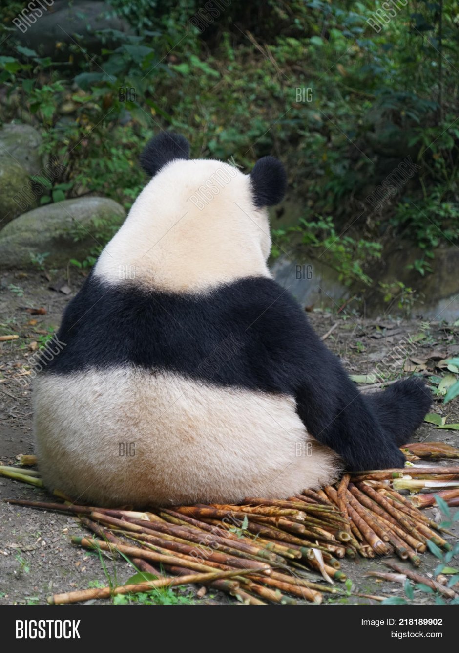 Хвост панды