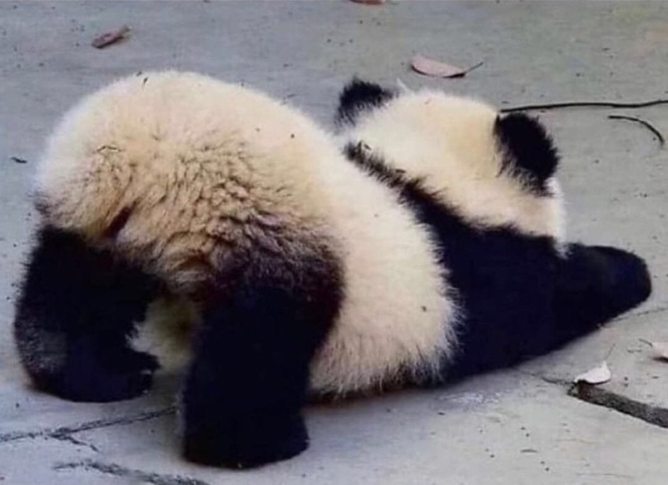 Грустный барсук