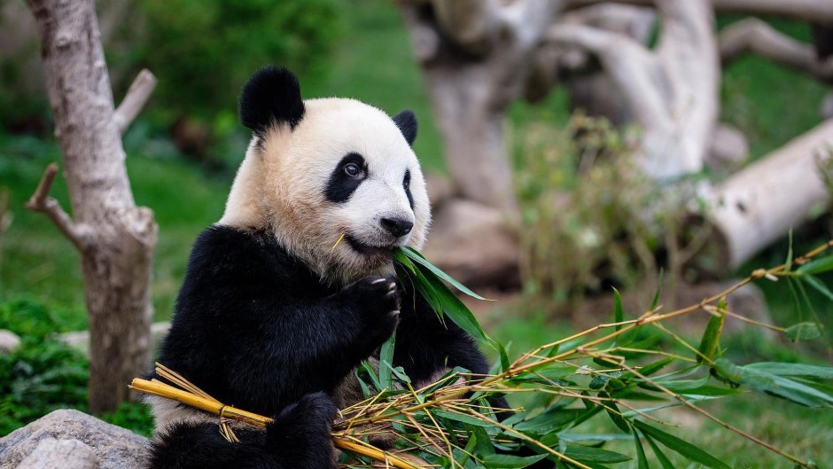 Пушистая Панда