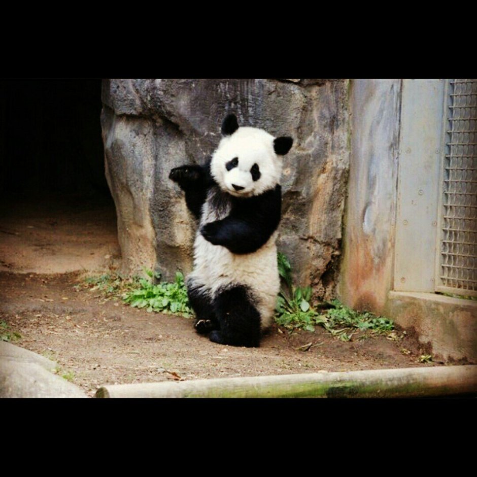 Хвост панды