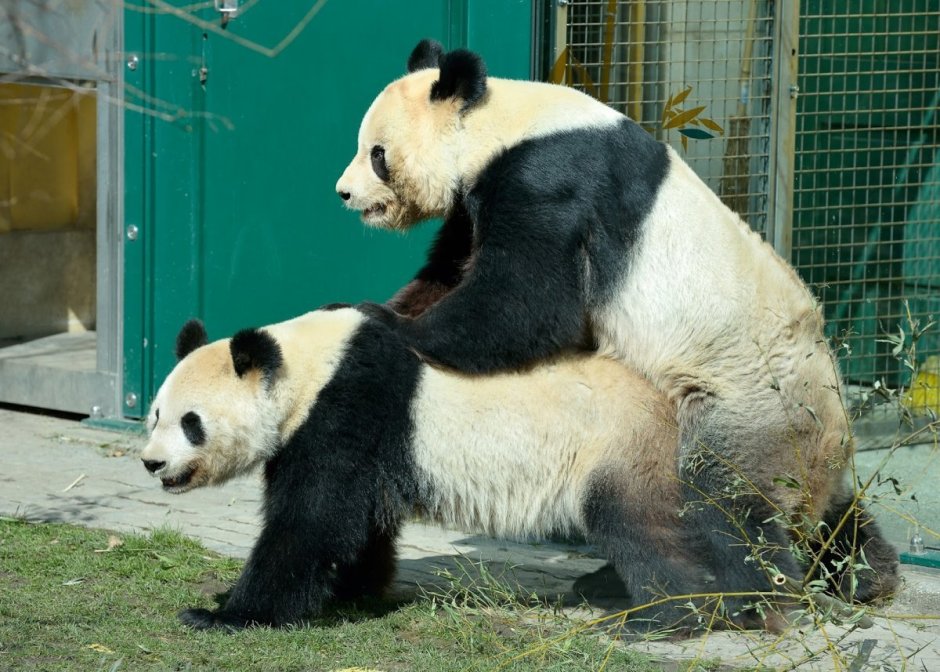 Лысая Панда