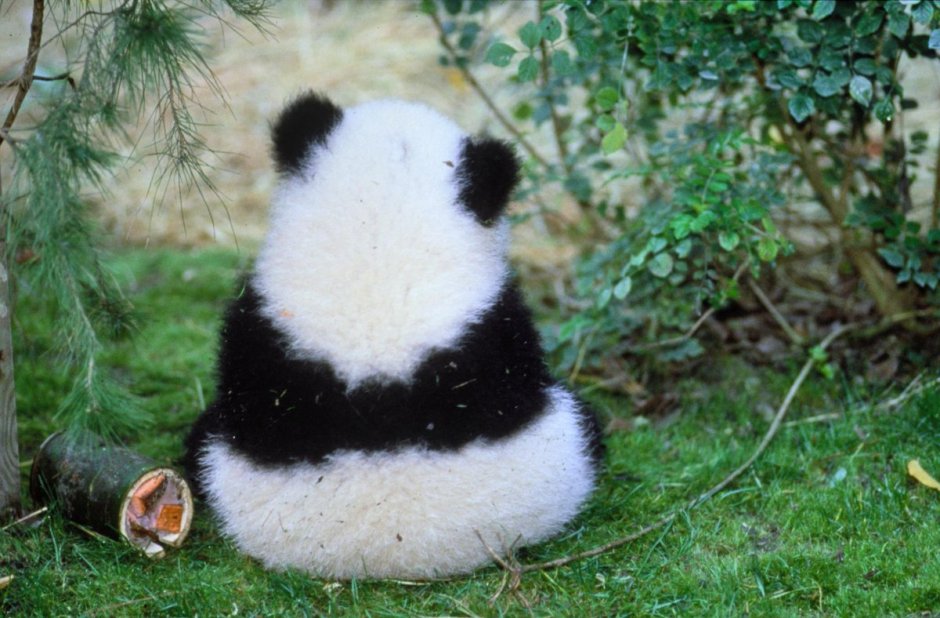 Панда сзади