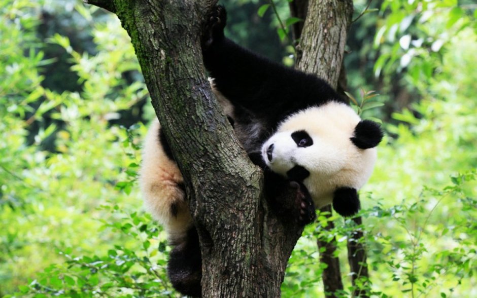 Панда красивое фото