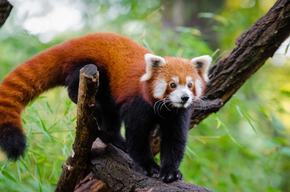 Красная Панда фильм