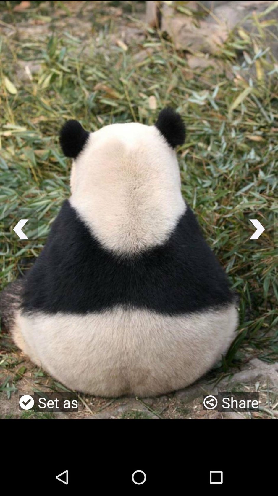 Панда обиделась