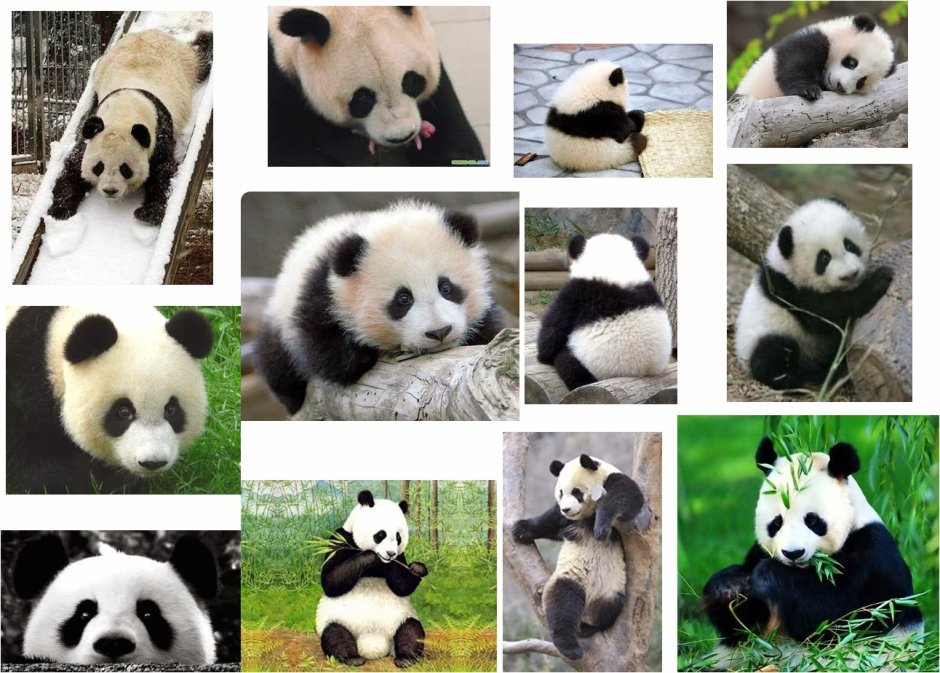 Хвост панды