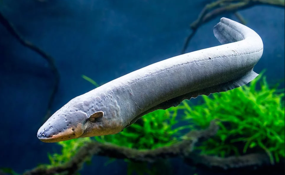Электрический угорь (Electrophorus electricus)