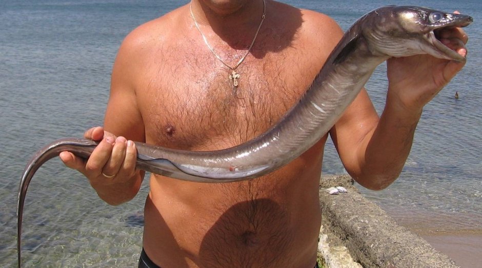 Речной угорь (Anguilla Anguilla)