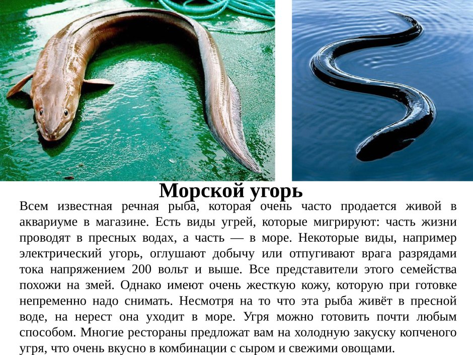 Речной угорь