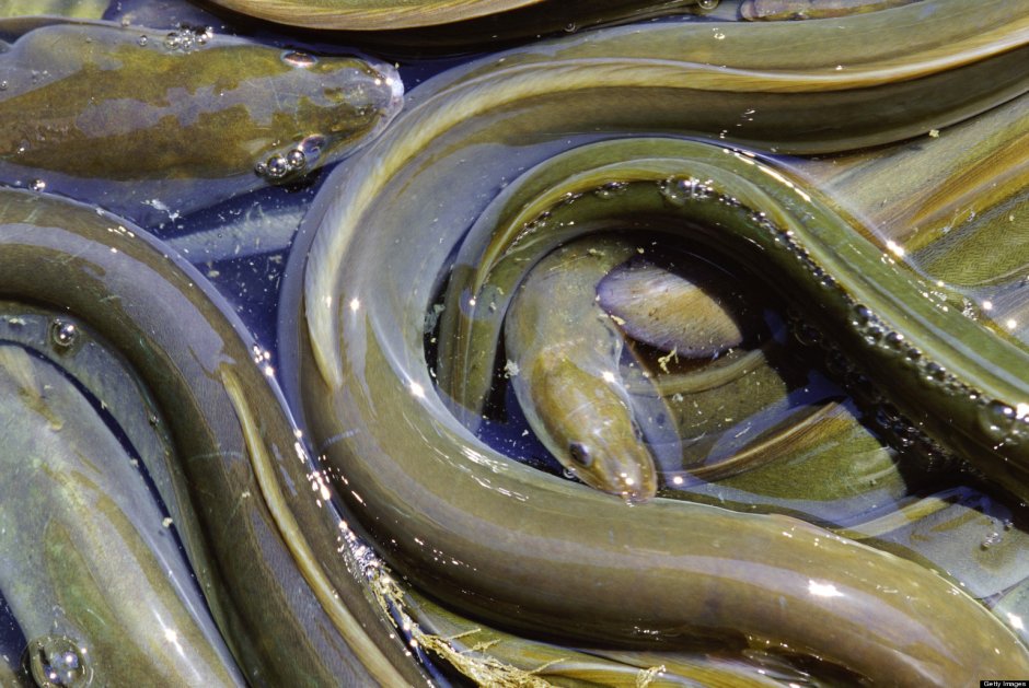 Anguilla: European eel