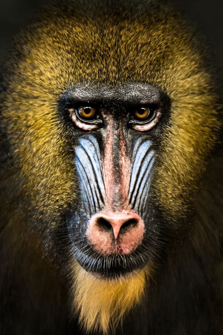 Гололобый Тамарин