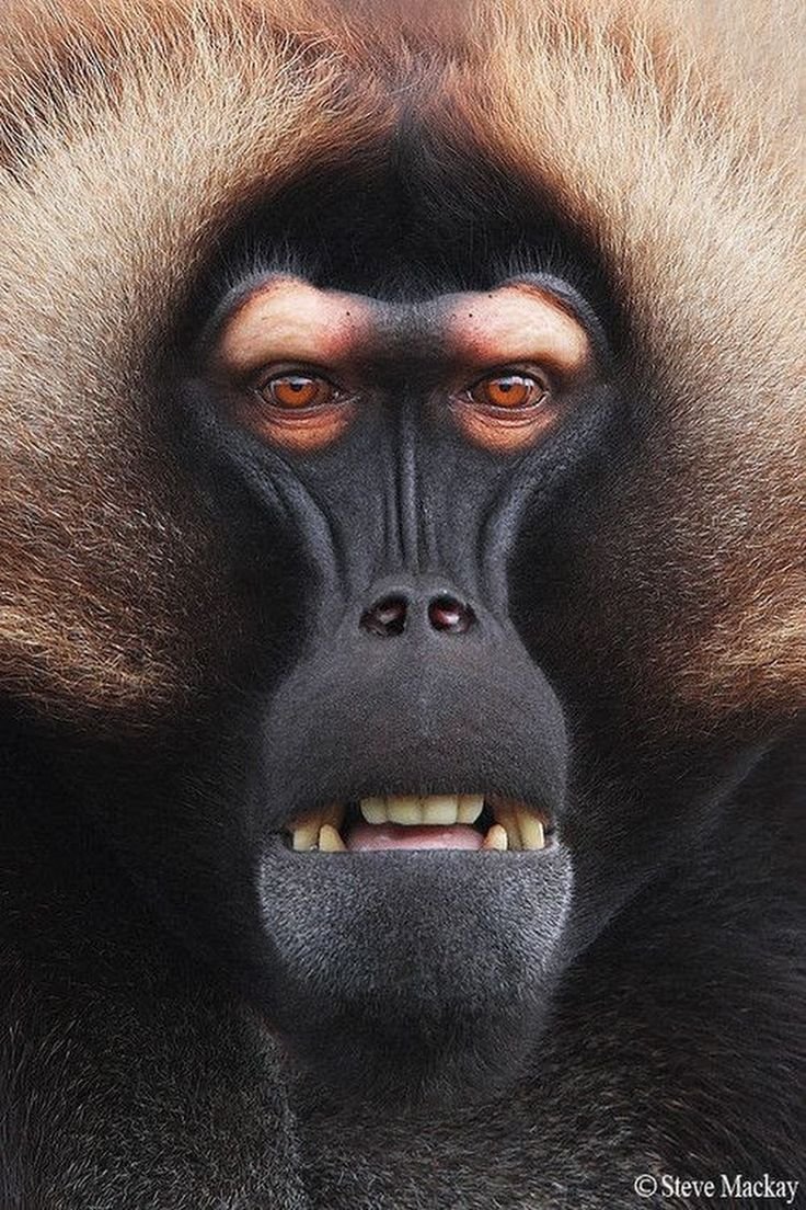 Рыжий павиан