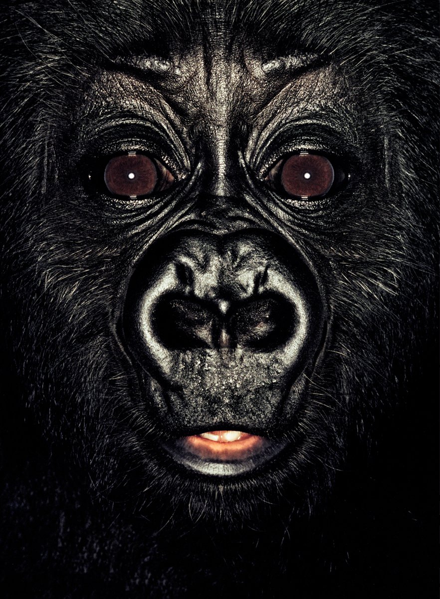 Тамарин обезьяна Пегий