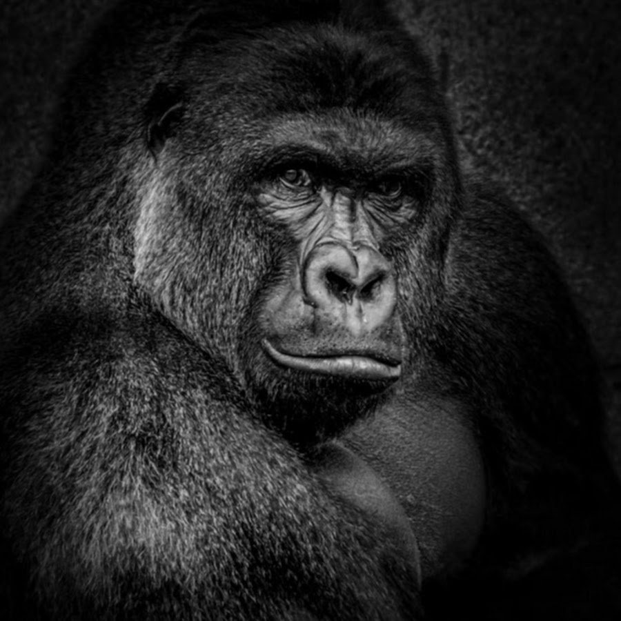 Обезьяна с серой мордой