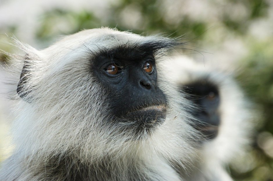 Белая обезьяна