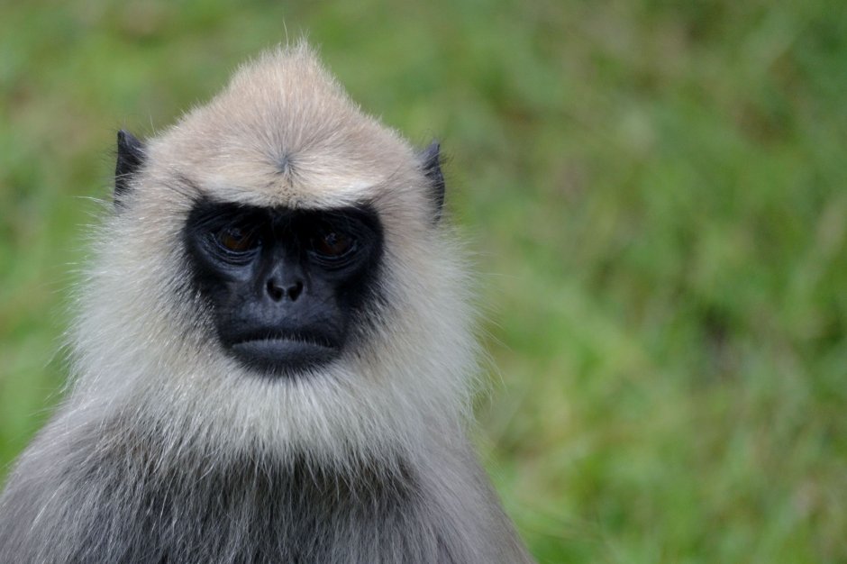 Гульманы лангуры