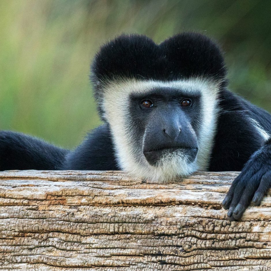 Порода обезьян гверецы