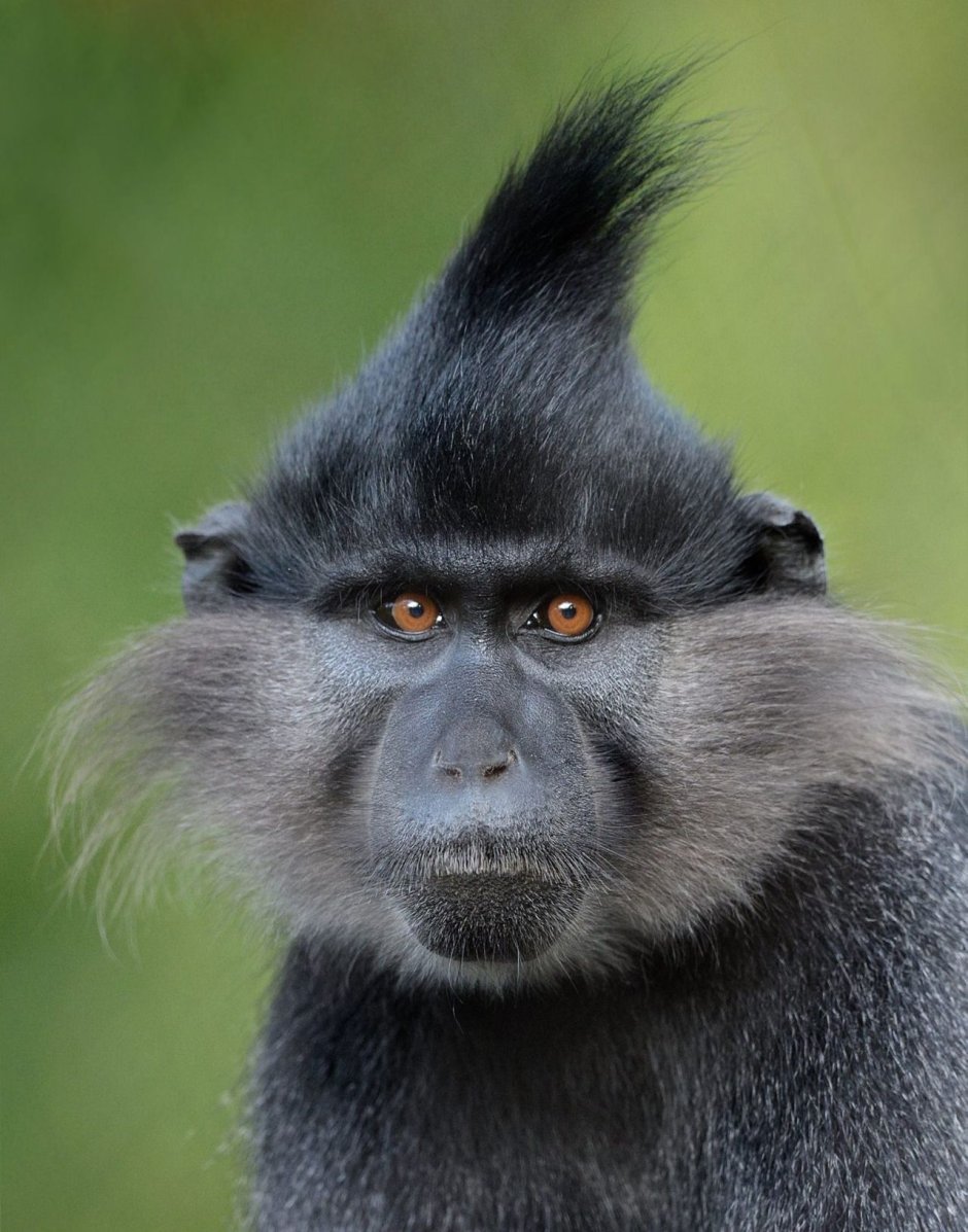 "Обезьяны" Джеймса Моллисона: