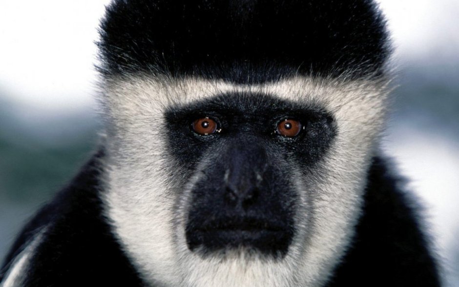 Обезьяна с черной мордой