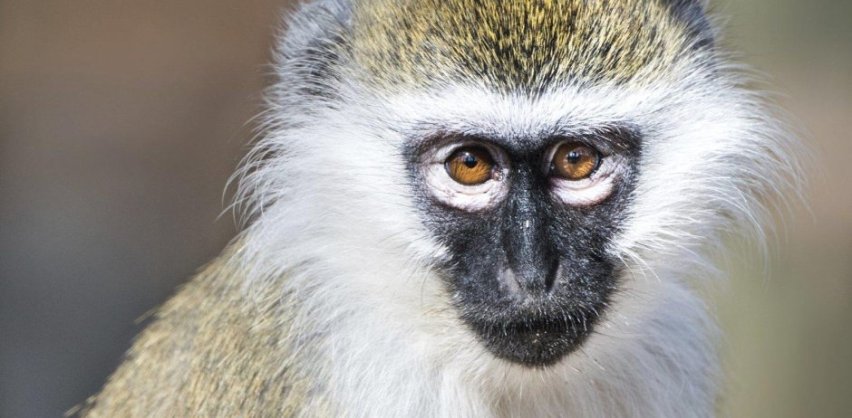 Обезьянка с белой мордочкой