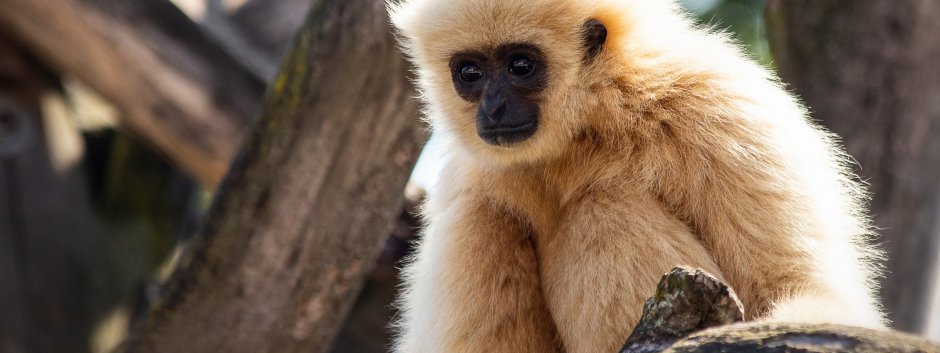 Белые обезьяны с черной мордой