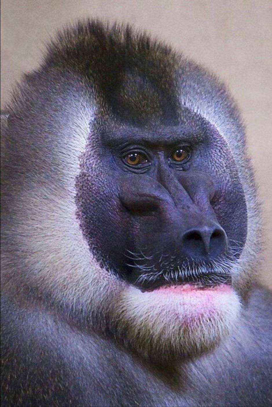 Обезьяна с черной мордочкой