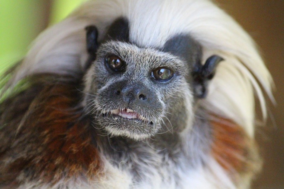 Золотистый Лангур