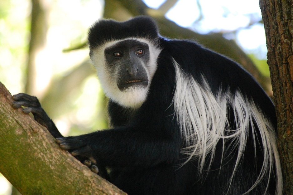 Обезьяна с черной мордочкой