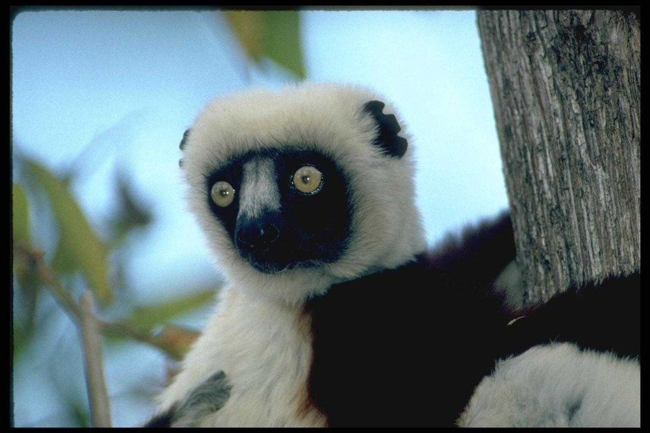 Широконосые Сакки