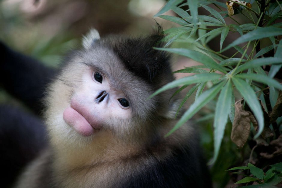 Бабуин в очках