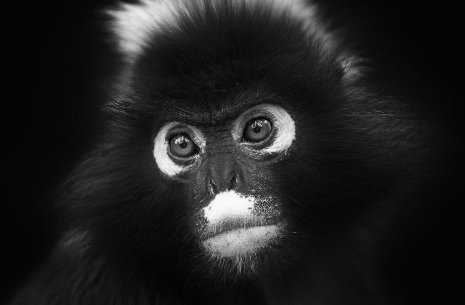 Животное Эдипов Тамарин