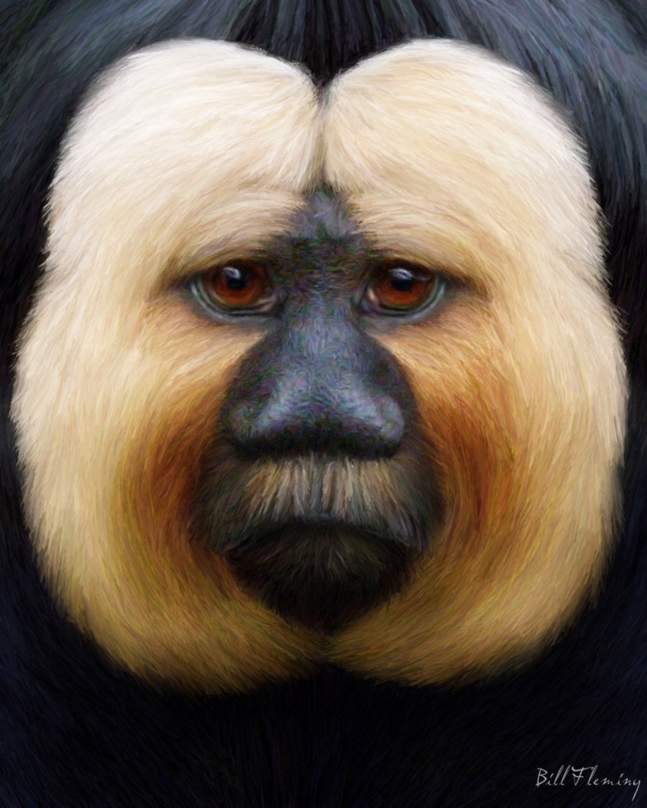 Самые смешные животные в мире