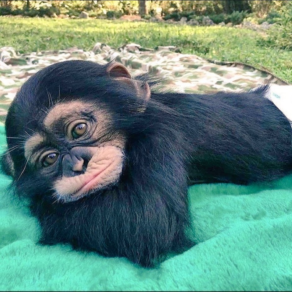 Черная обезьяна с белыми глазами