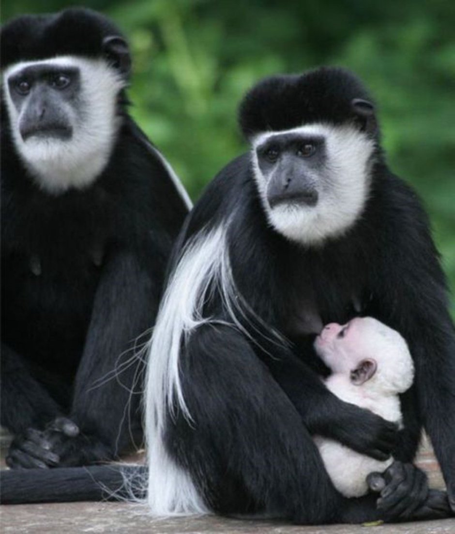 Аида примат