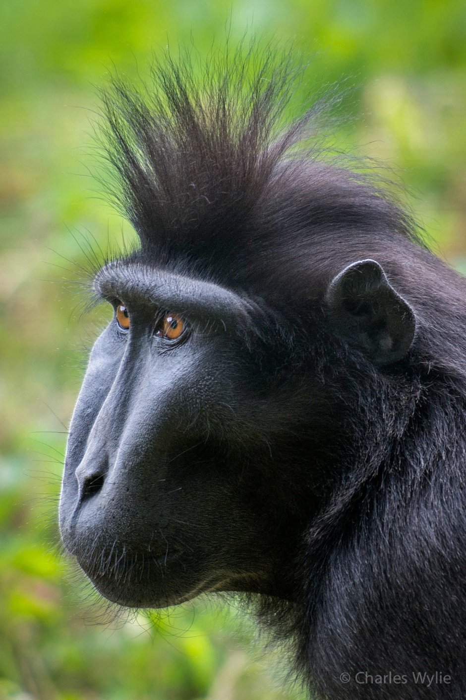 Белощёкая коата