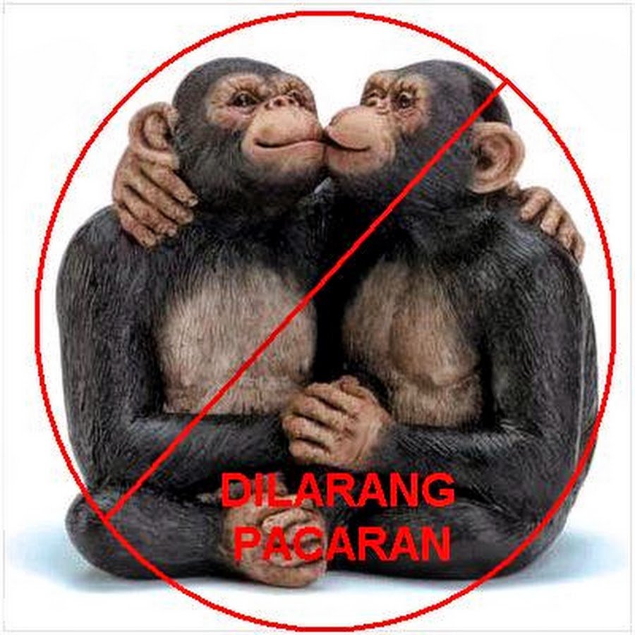 Обезьяна обнимает