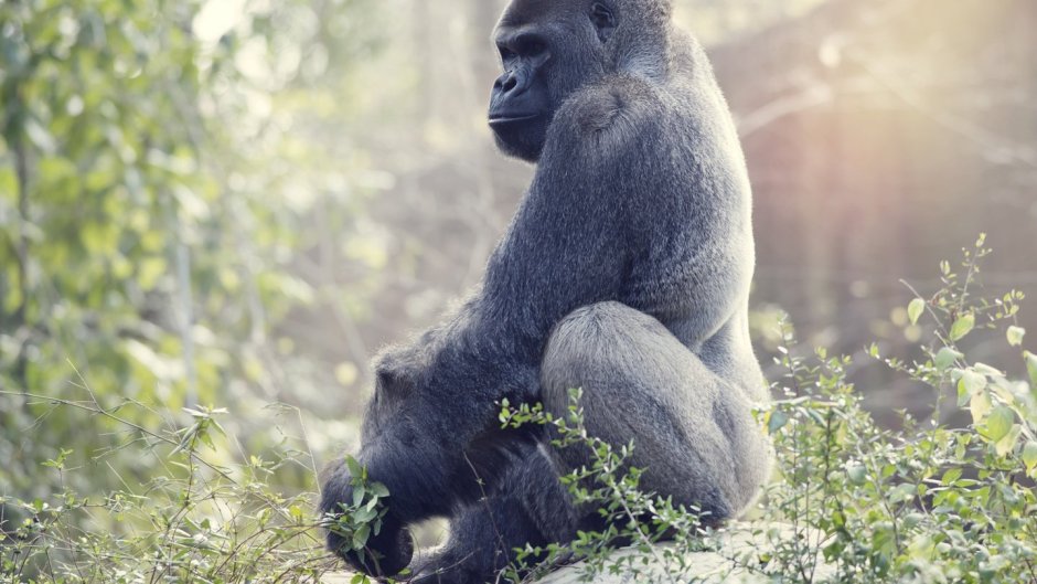 Задумчивая горилла