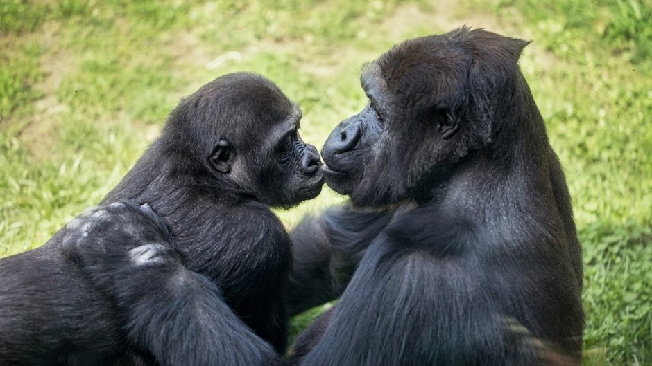 Гориллы обнимаются с друг другом