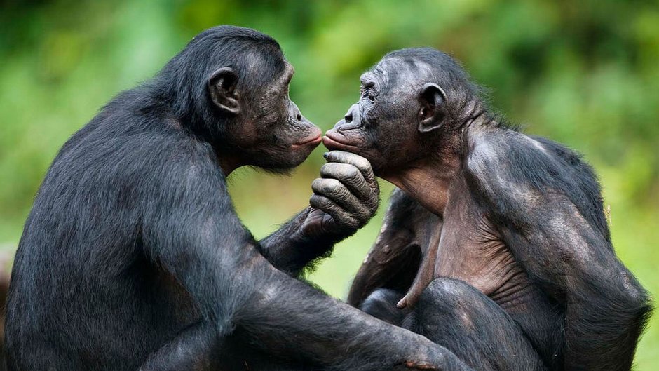 Шимпанзе бонобо спаривание