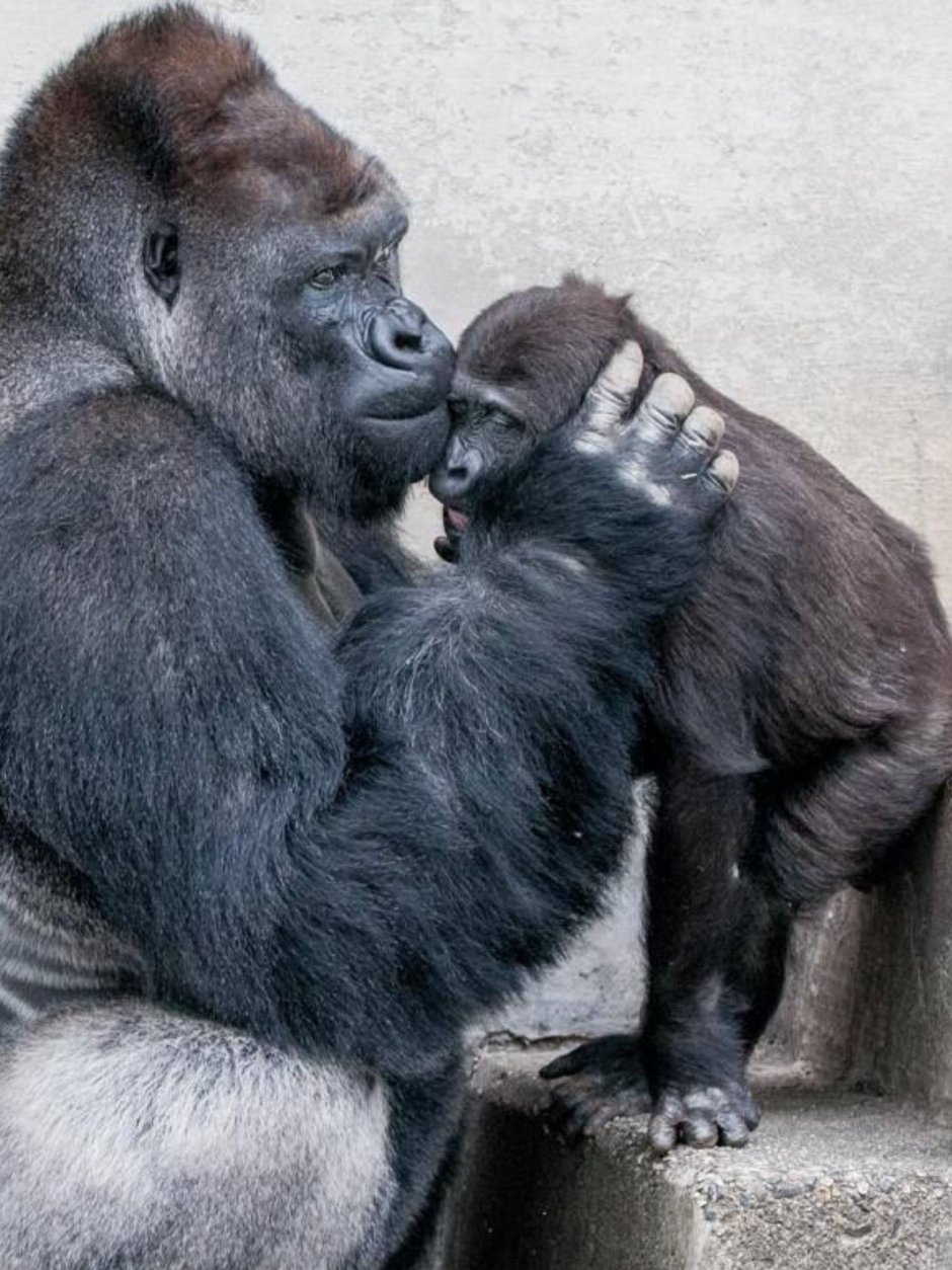 Влюбленные обезьяны