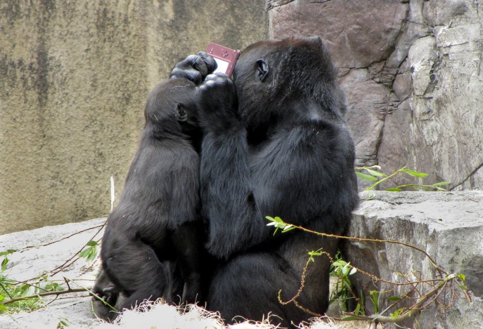 Влюбленные гориллы